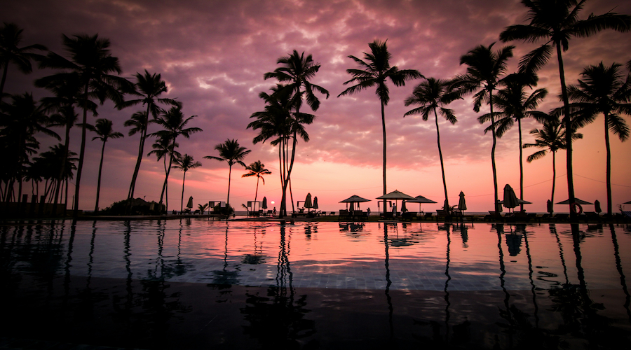 palm trees and lack